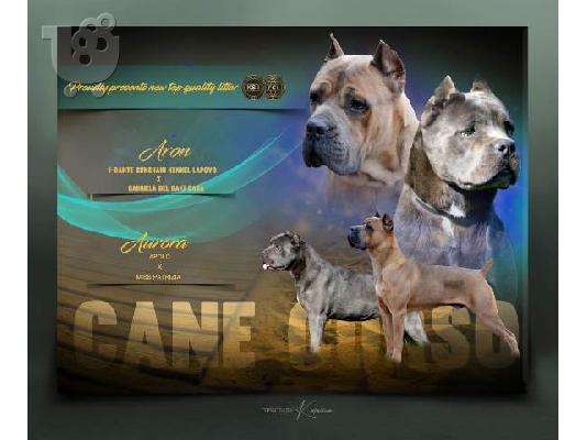 Cane Corso, κράτηση κουταβιών